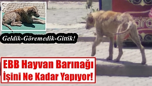 EBB Hayvan Barınağına Hastalıklı Köpek Tepkisi