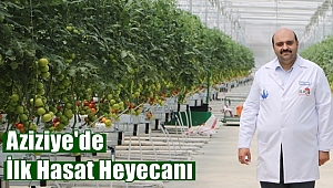 Aziziye'de İlk Hasat Heyecanı