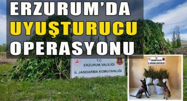 Jandarma Ekipleri Uyuşturucu Tacirlerine Operasyon Düzenledi