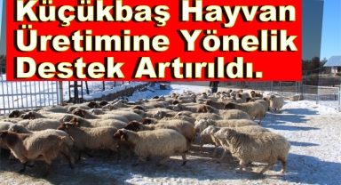 Küçükbaş Hayvan Üretimine Yönelik Destek