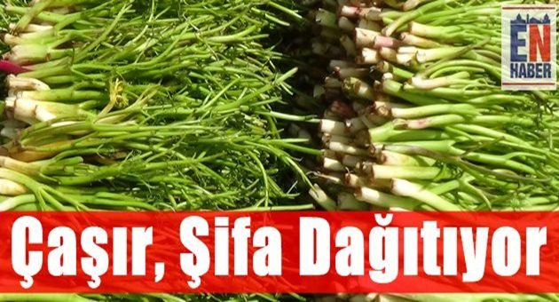 Çaşır, Şifa Kaynağı