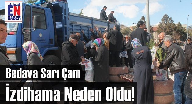 Erzincan'da Sarı Çam İzdihamı