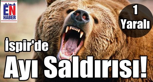 İspir'de Ayı Saldırısı