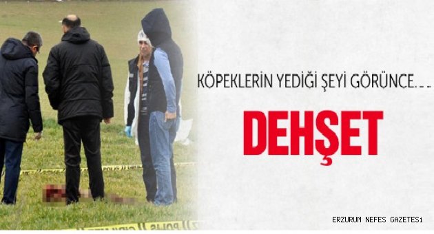 Sokak Köpekleri Kadını Öldürüp!