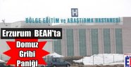Erzurum'da Domuz Gribi Paniği