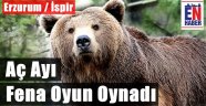 Aç Ayı Bu Kez Hırsızlık Yaptı