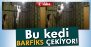 Barfiks Çeken Kedi Rekora Koşuyor