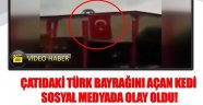 Bayrak Açan Kedi Fenomen Oldu