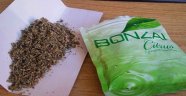 Bonzai Değil, Sentetik Uyuşturucu!