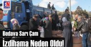 Erzincan'da Sarı Çam İzdihamı