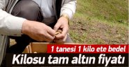 Fiyatı El Yakıyor