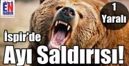İspir'de Ayı Saldırısı