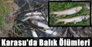 Karasu'da Balık Ölümleri Korkuttu