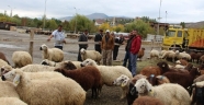 Kurbanlık fiyatları el yakıyor